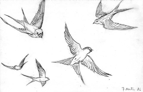 Swallows.